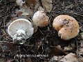 Hygrophorus pudorinus-amf962-1